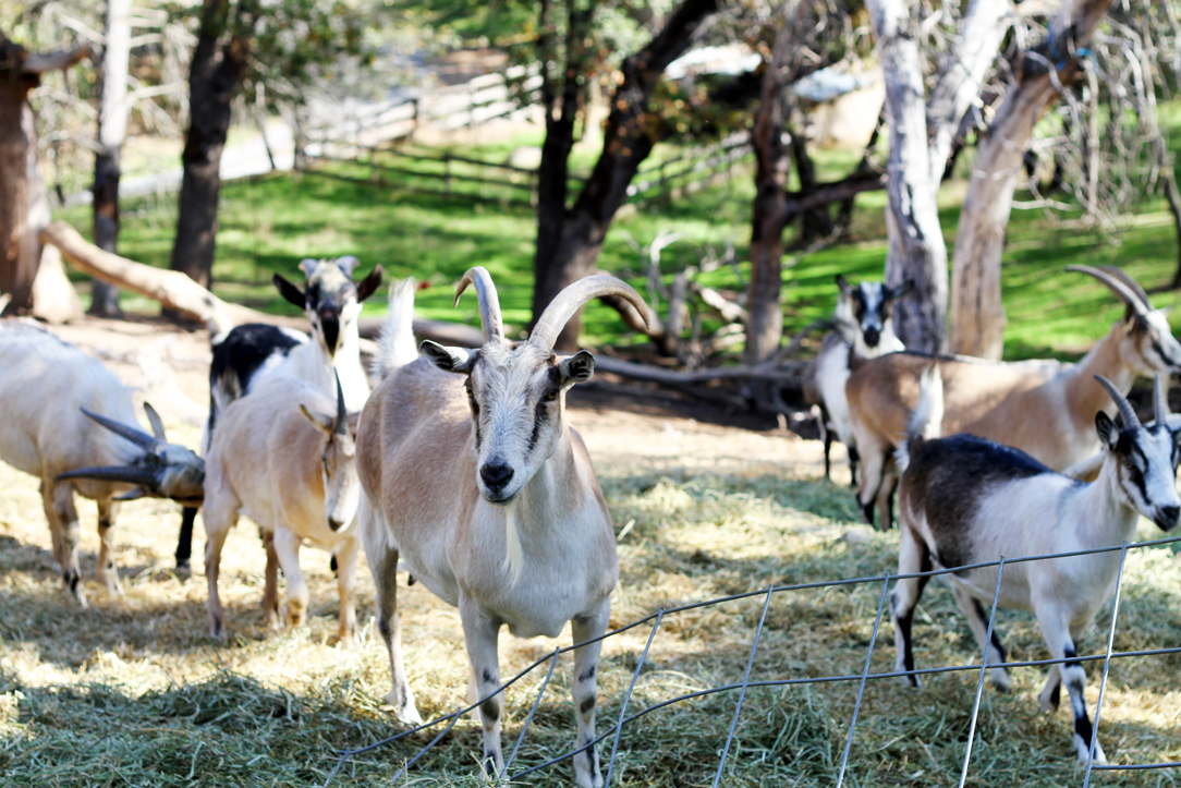 Goats, Dogs & Petit Manseng at La Clarine Farm, El Dorado - Whitney A.